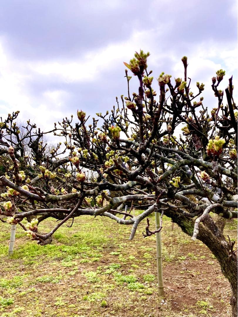 【梨のお花＊梨のつぼみの枝＊切り花】真っ白い可憐な可愛いお花＊里山育ち＊自然農法