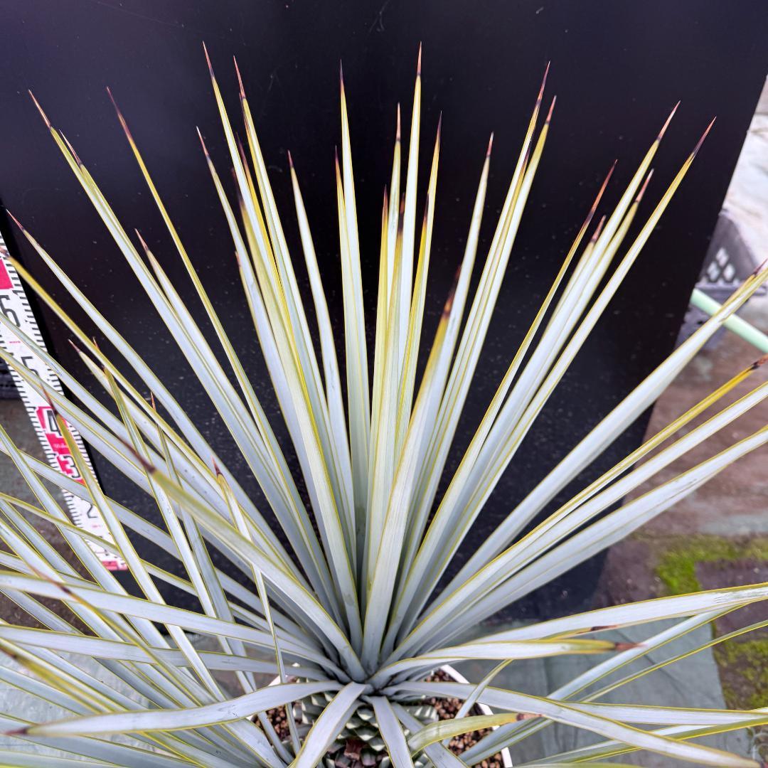 【AL1121】ユッカ　リギダ　超希少トリプルヘッド