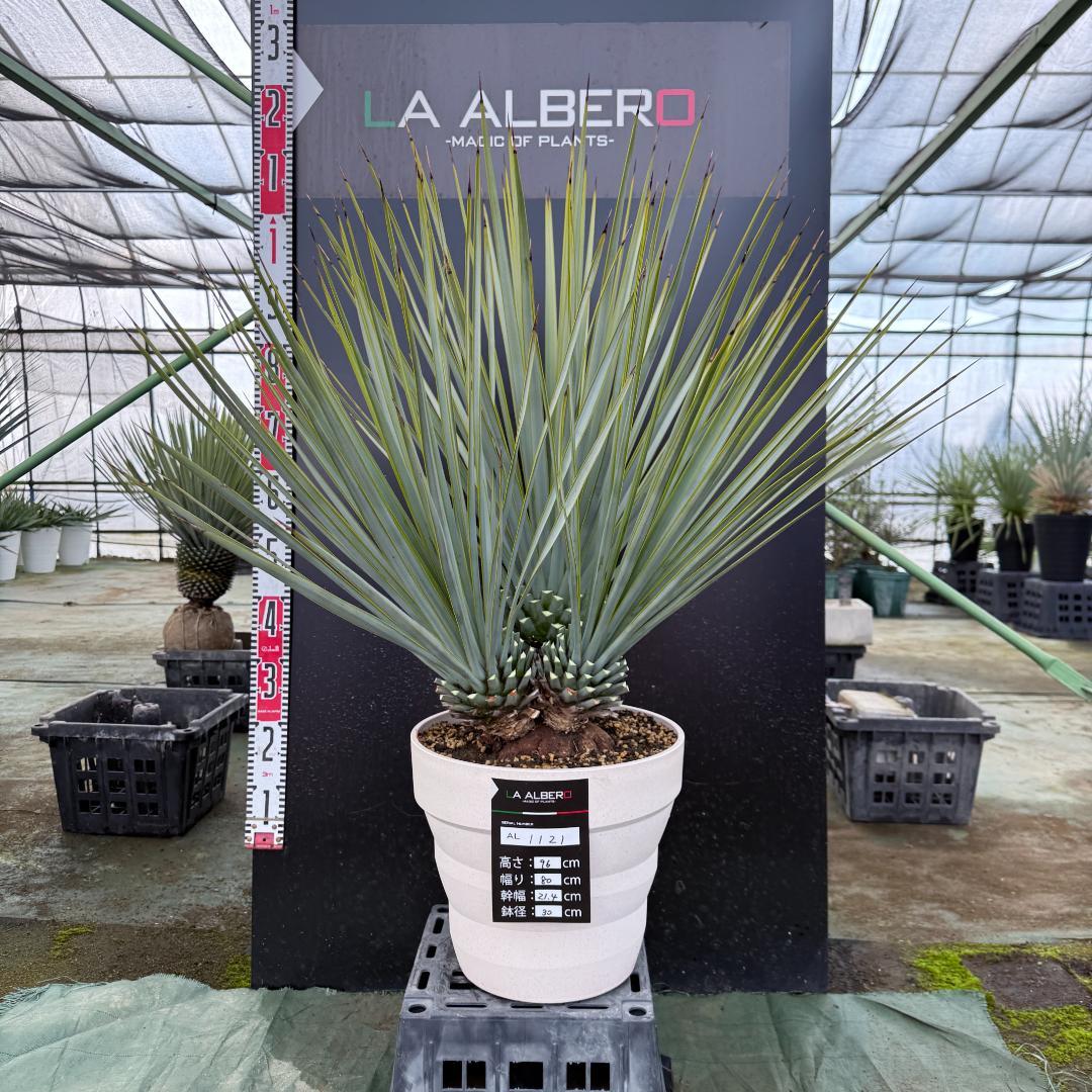 【AL1121】ユッカ　リギダ　超希少トリプルヘッド