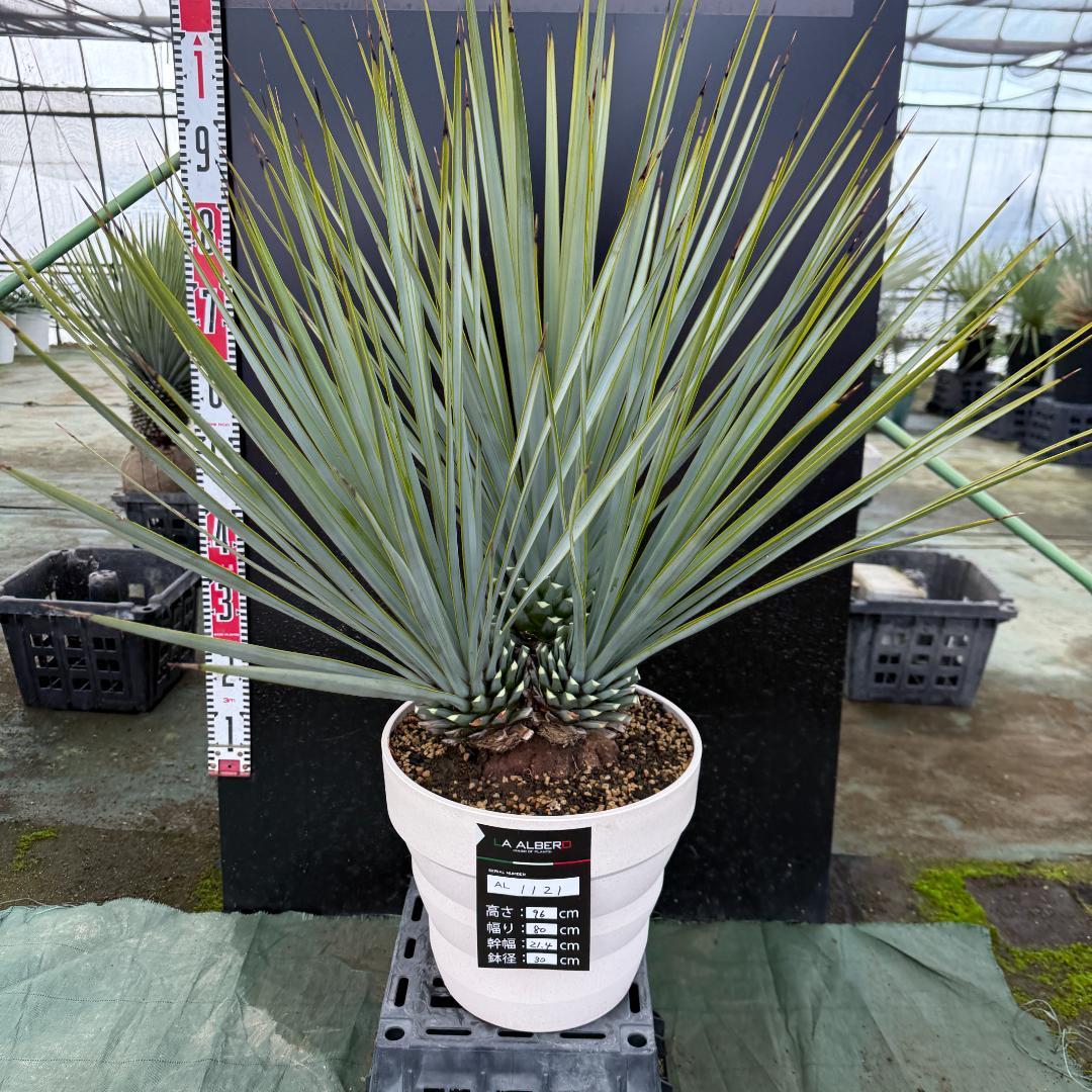 【AL1121】ユッカ　リギダ　超希少トリプルヘッド