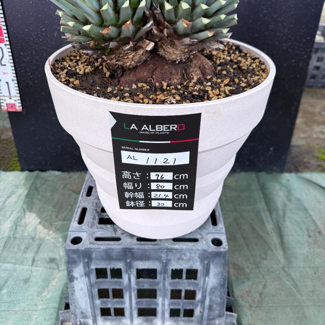 【AL1121】ユッカ　リギダ　超希少トリプルヘッド