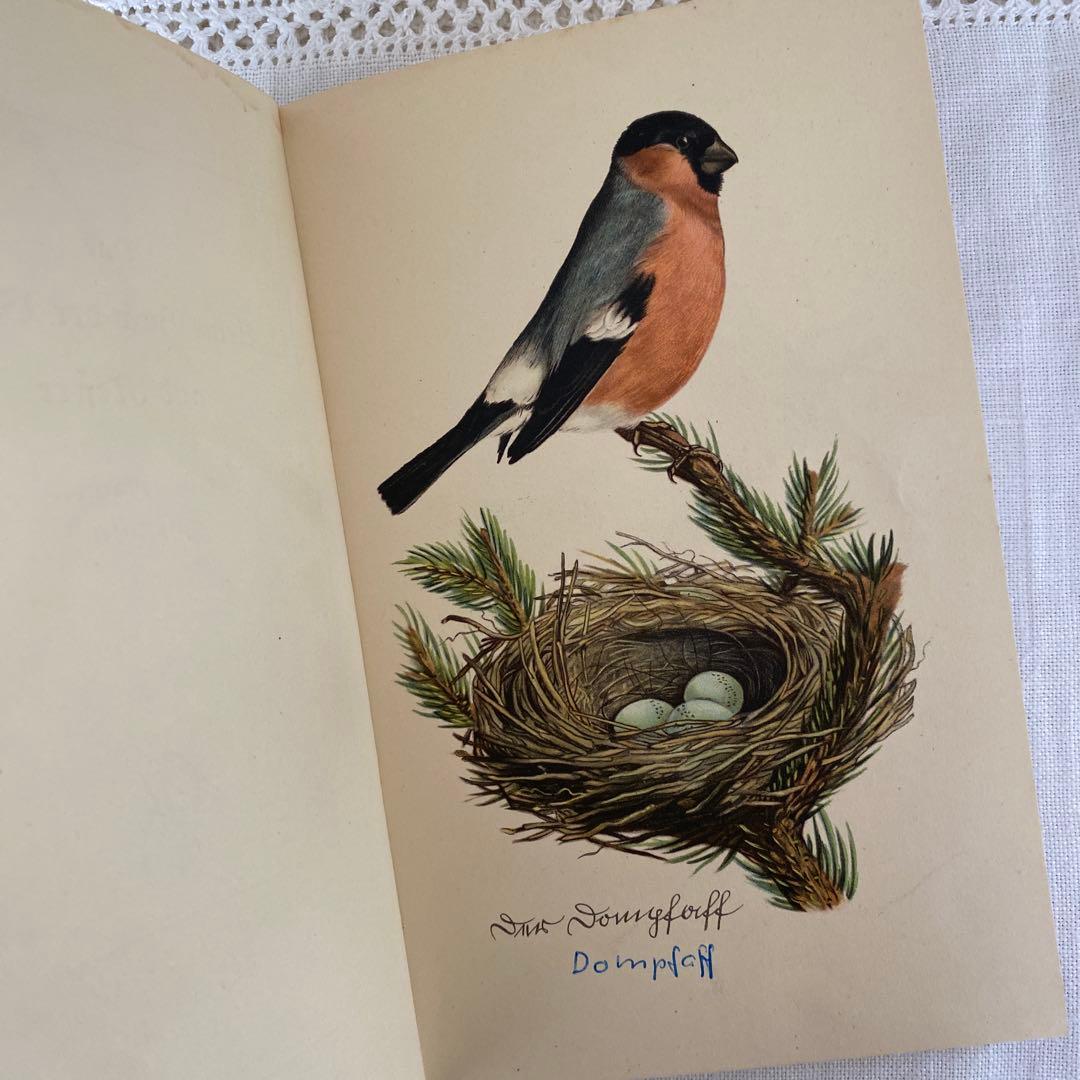 人気３冊　インゼル文庫まとめ売り　蝶　鳥　木　図鑑　洋書　古書