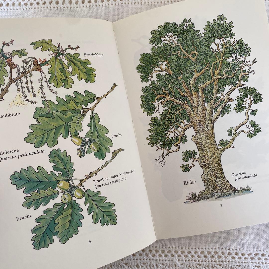 人気３冊　インゼル文庫まとめ売り　蝶　鳥　木　図鑑　洋書　古書