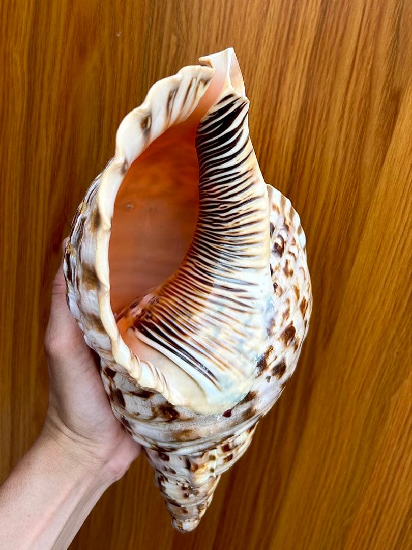 大形　法螺貝33.5cm 1248g