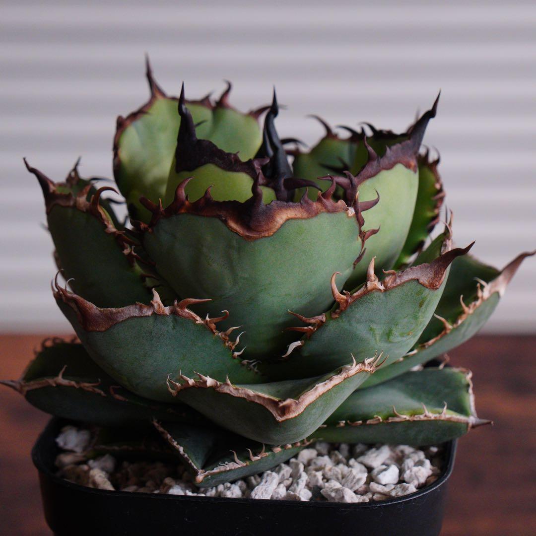 【012】アガベ オテロイ 実生／鉢植え発送