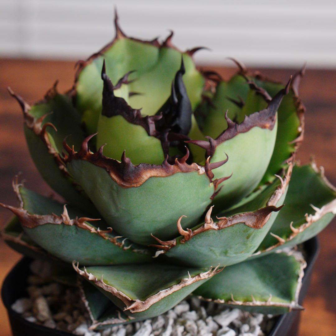 【012】アガベ オテロイ 実生／鉢植え発送