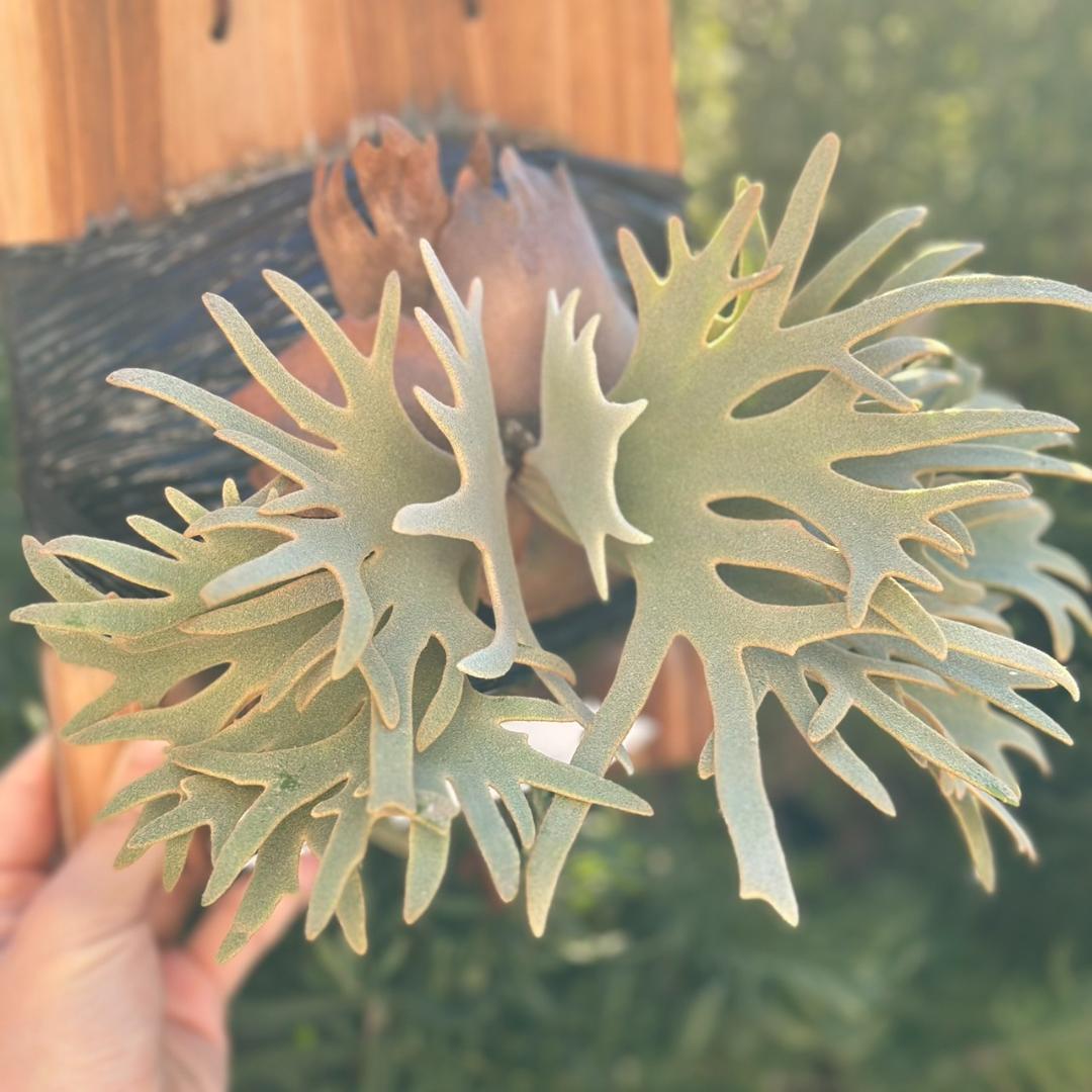 Yellow moon dwarf ’totoro’ sporeling 001