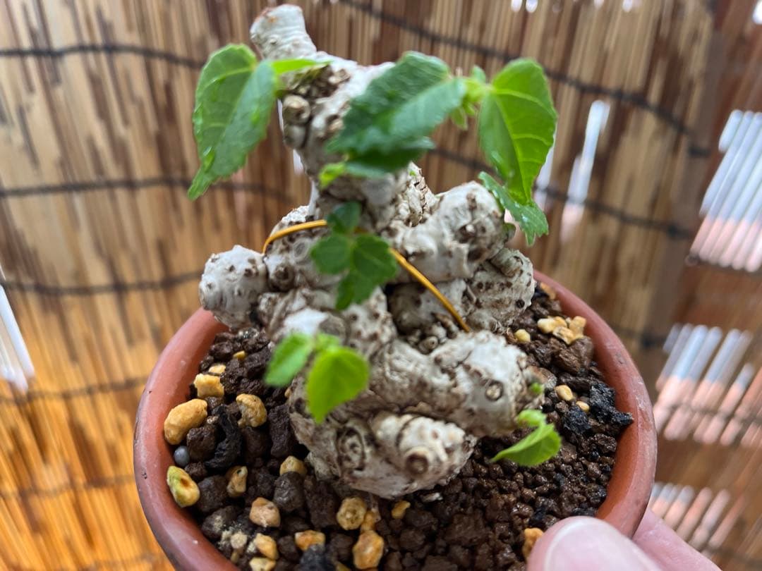 ✨✨✨オキナワイボオオハマボウ【◎良品素材】検/ハート葉♪happyセール♪