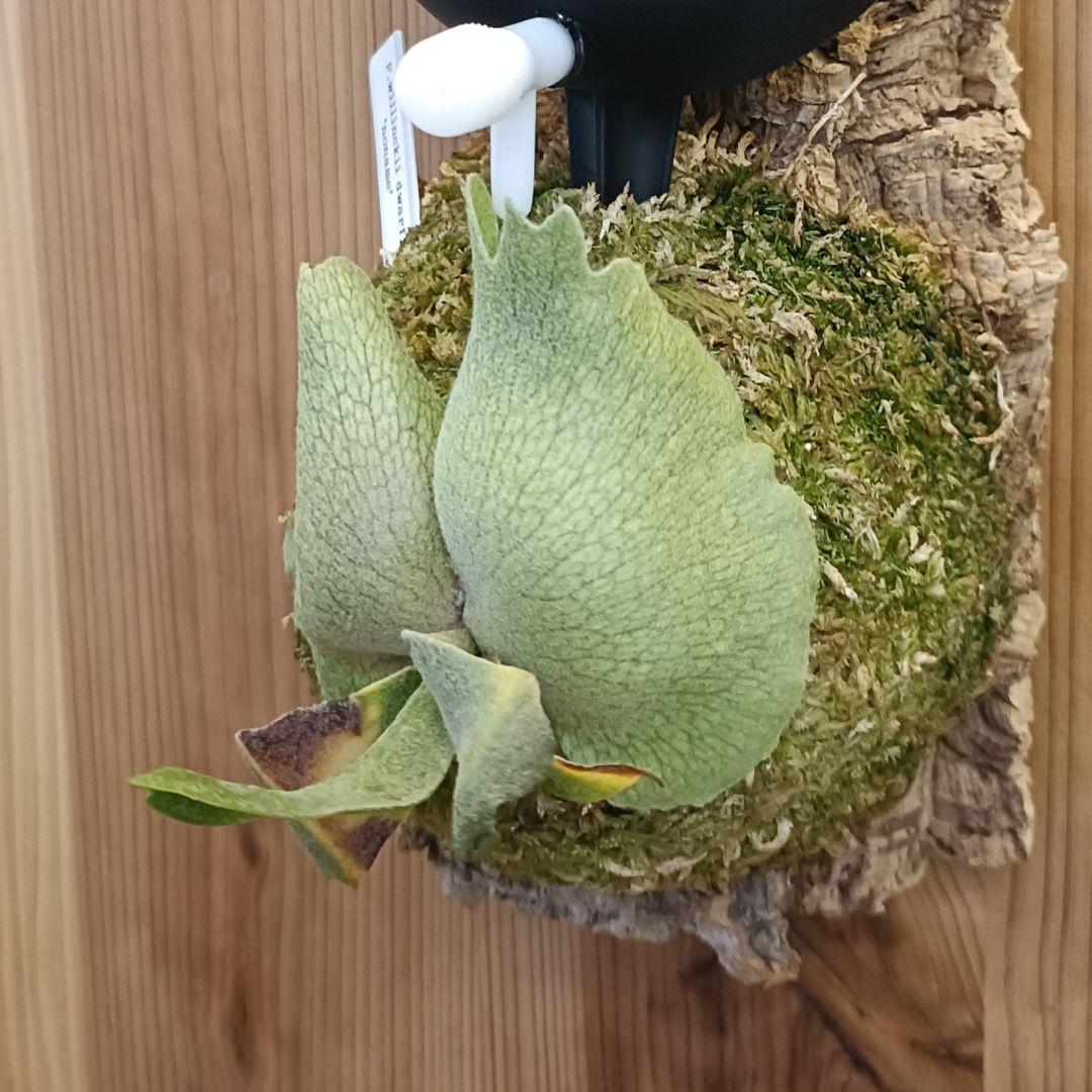 ビカクシダ P.willinckii 'no name' dwarf spore