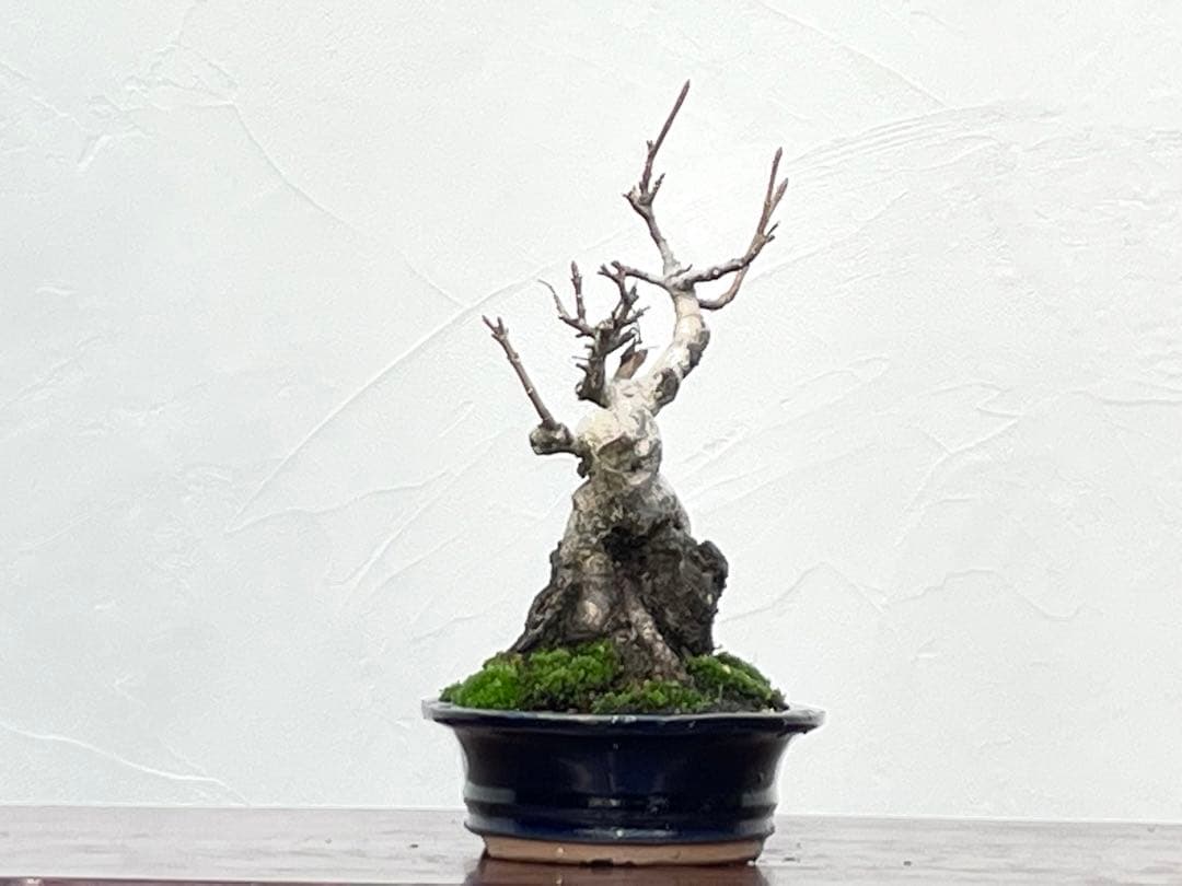 三河盆栽　石付き宮様カエデ　盆栽