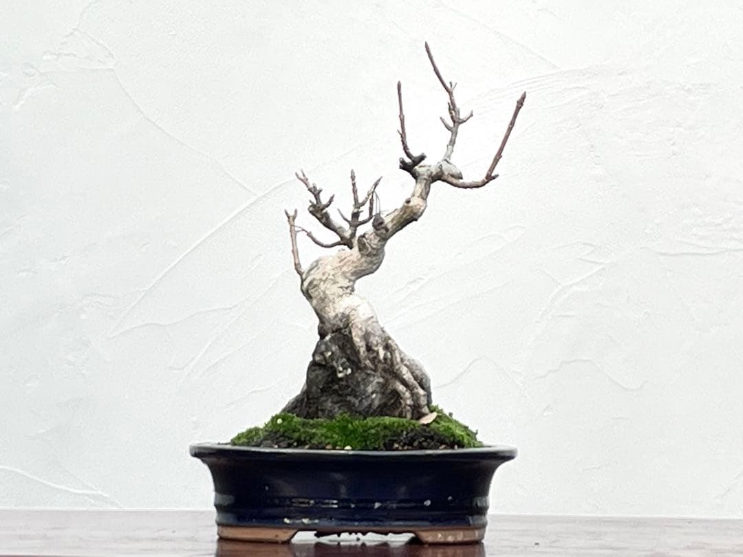 三河盆栽　石付き宮様カエデ　盆栽