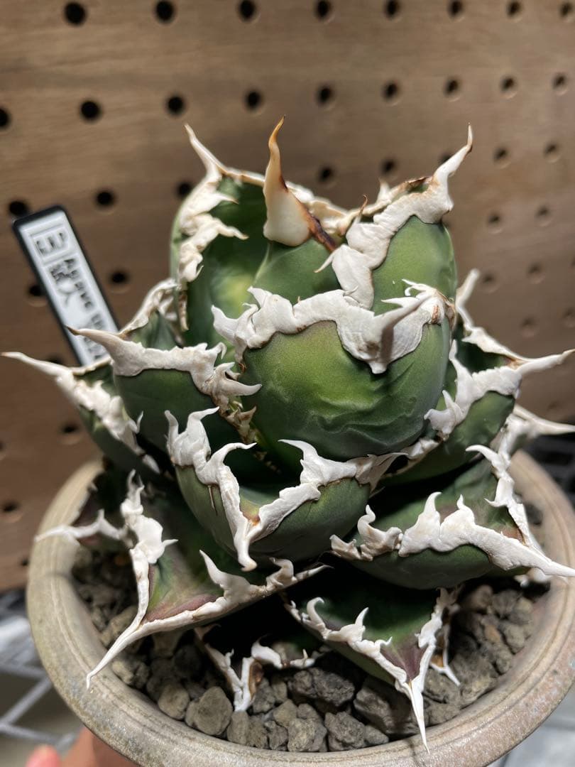 と*も様 アガベ　チタノタ　狼人　鉢のまま　メルカリ便発送