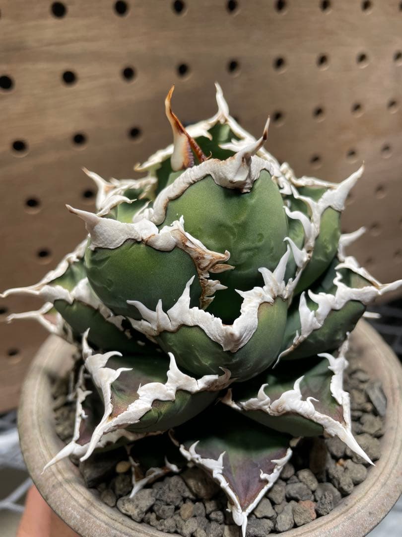 と*も様 アガベ　チタノタ　狼人　鉢のまま　メルカリ便発送