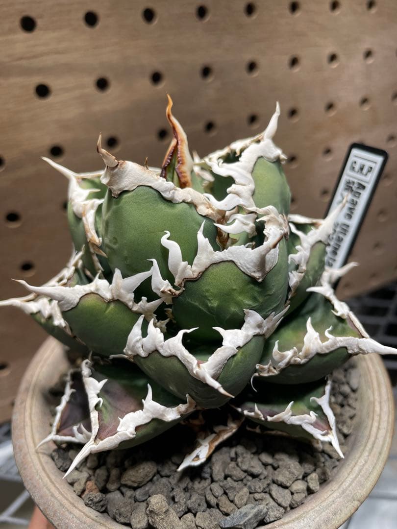 と*も様 アガベ　チタノタ　狼人　鉢のまま　メルカリ便発送