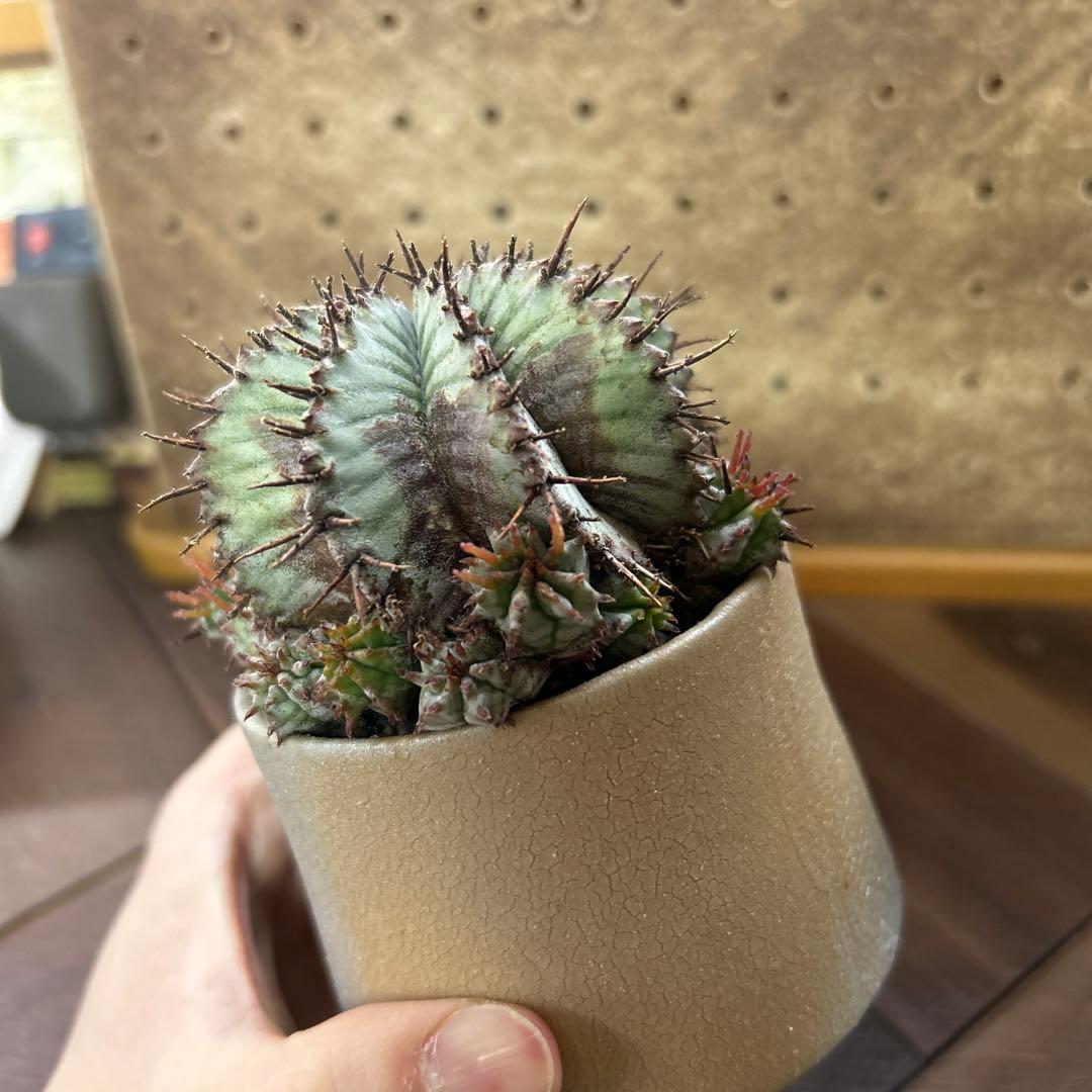 ユーフォルビア ホリダ × 宮下将太鉢