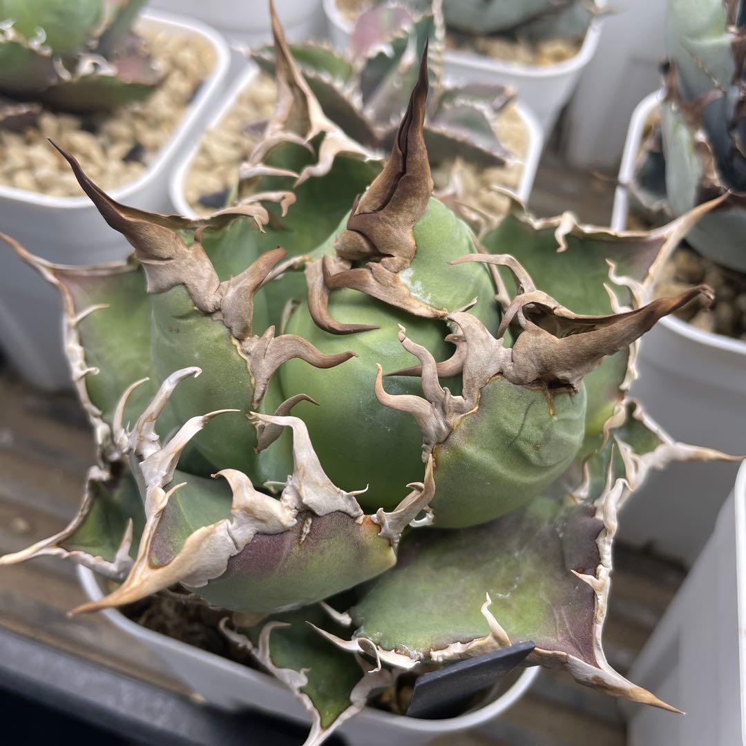 アガベ シーザー 毒刺