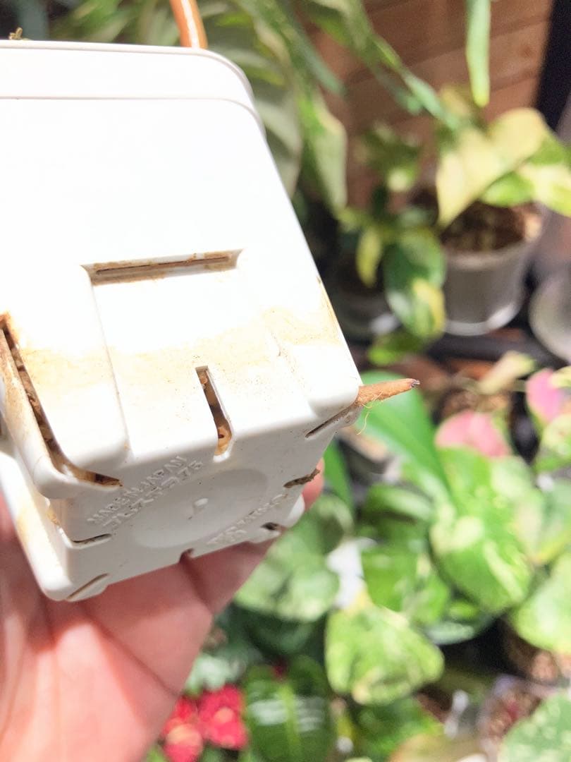 フィロデンドロン　グロリオーサムトリカラー