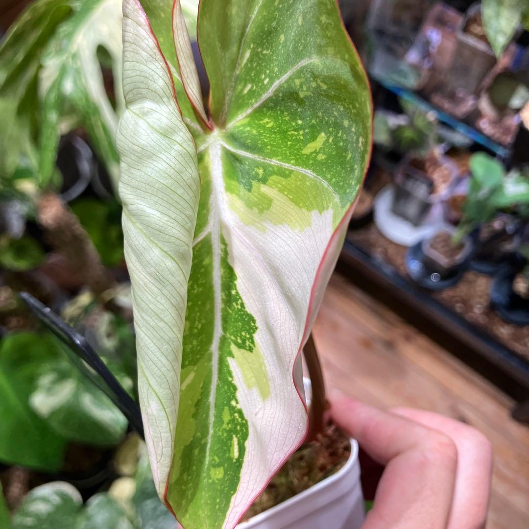 フィロデンドロン　グロリオーサムトリカラー