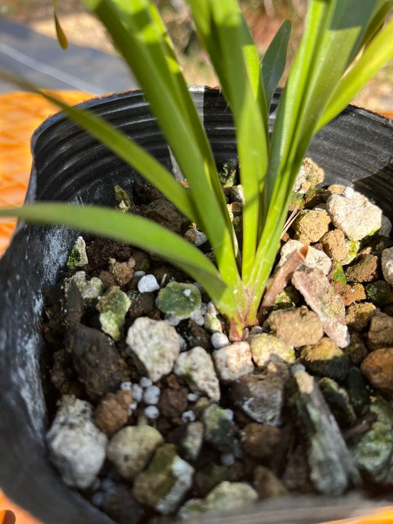 ⭐️キンリョウヘン３ポットＡセット　 新芽あり。（花芽か不明、花色→赤または黄）