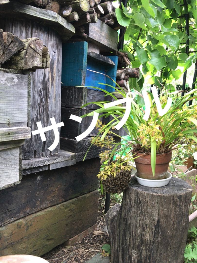 ⭐️キンリョウヘン３ポットＡセット　 新芽あり。（花芽か不明、花色→赤または黄）