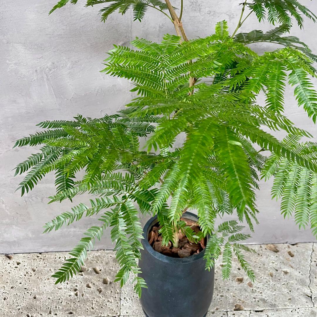 大型　エバーフレッシュ　朴仕立て　陶器鉢　植え込み発送