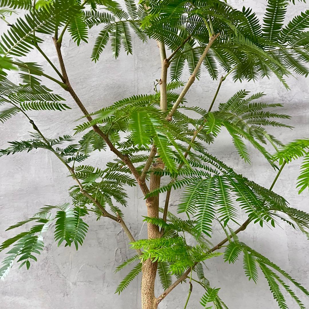 大型　エバーフレッシュ　朴仕立て　陶器鉢　植え込み発送