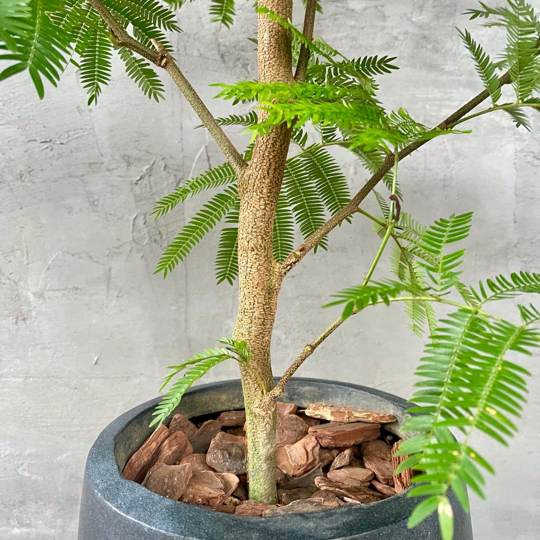 大型　エバーフレッシュ　朴仕立て　陶器鉢　植え込み発送