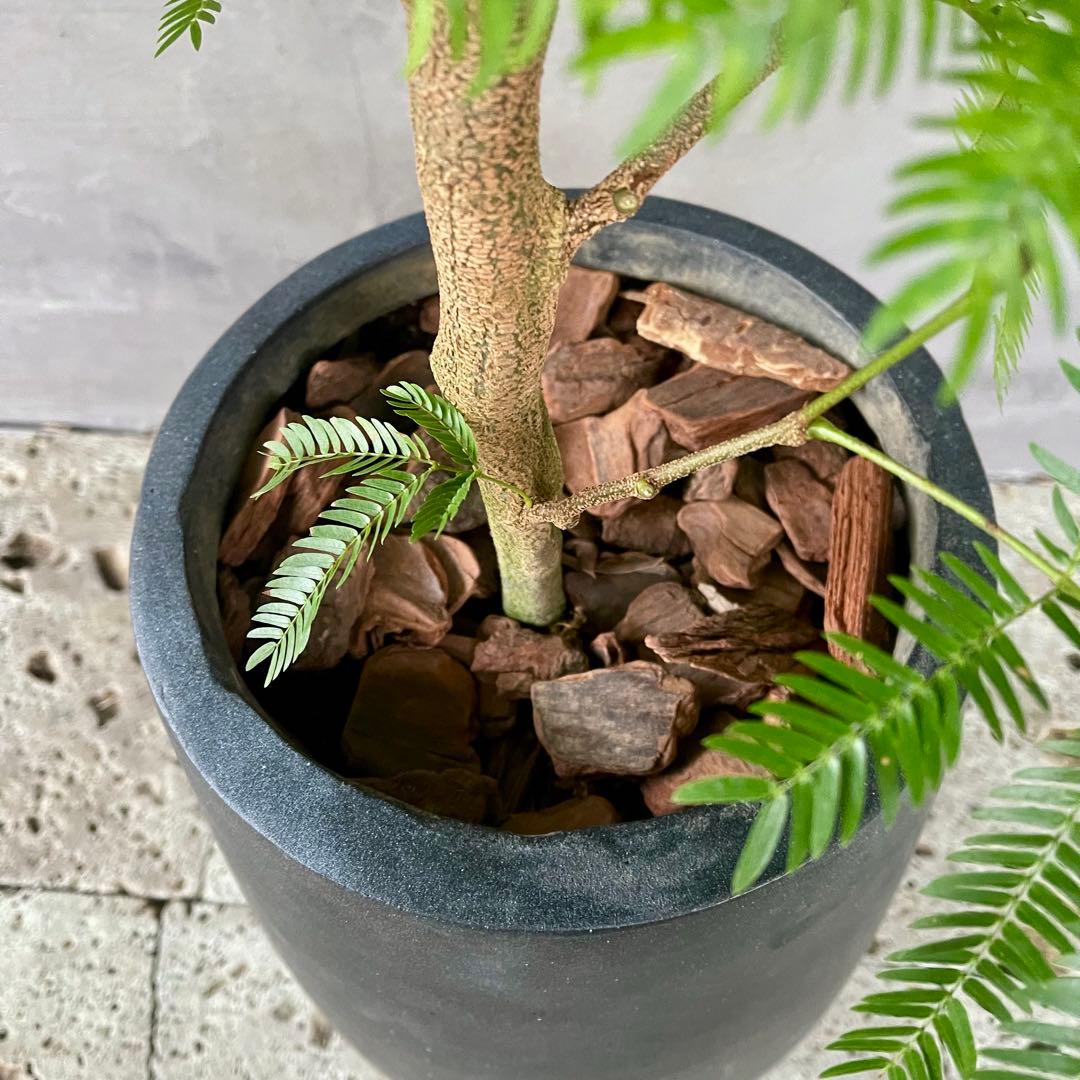 大型　エバーフレッシュ　朴仕立て　陶器鉢　植え込み発送
