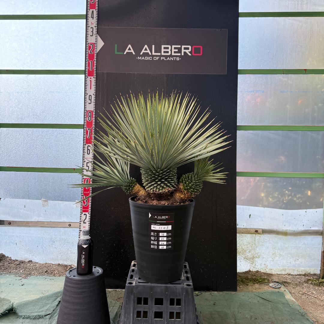 【AL1103】ユッカ　ロストラータ　超希少トリプルヘッド