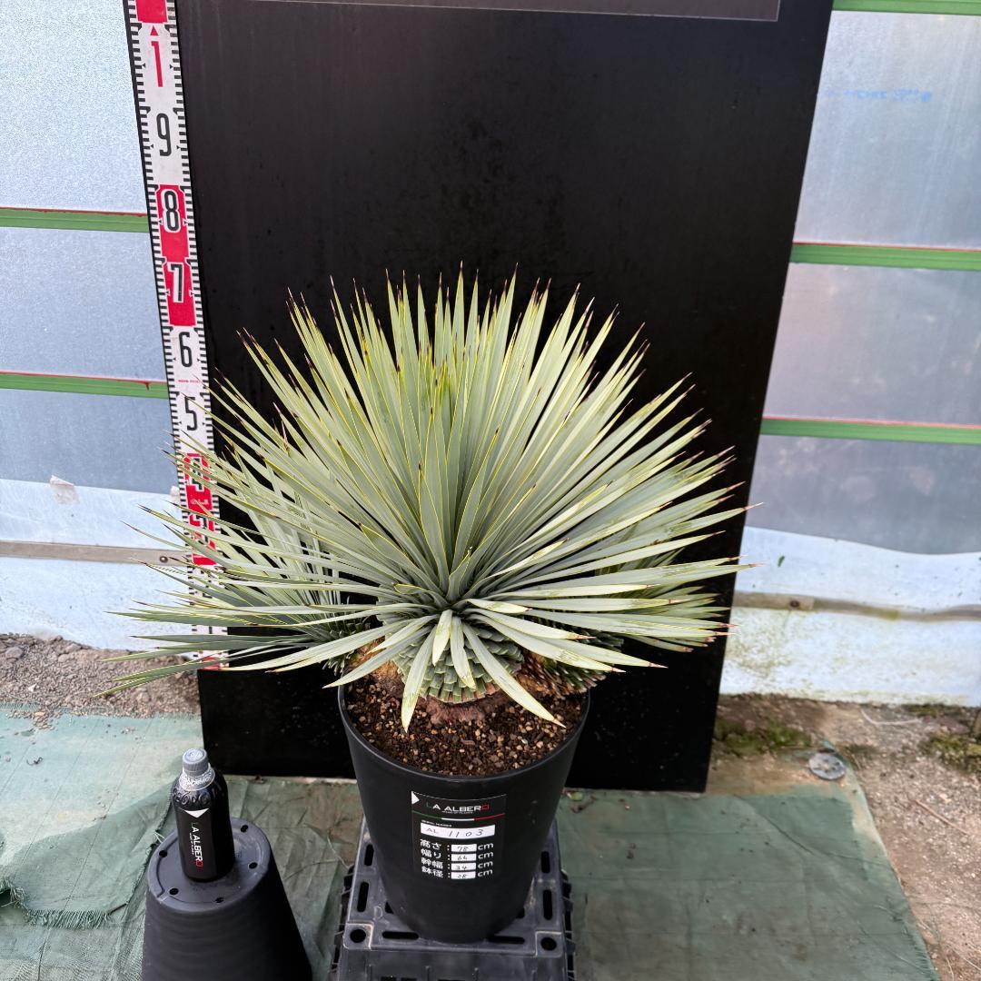 【AL1103】ユッカ　ロストラータ　超希少トリプルヘッド