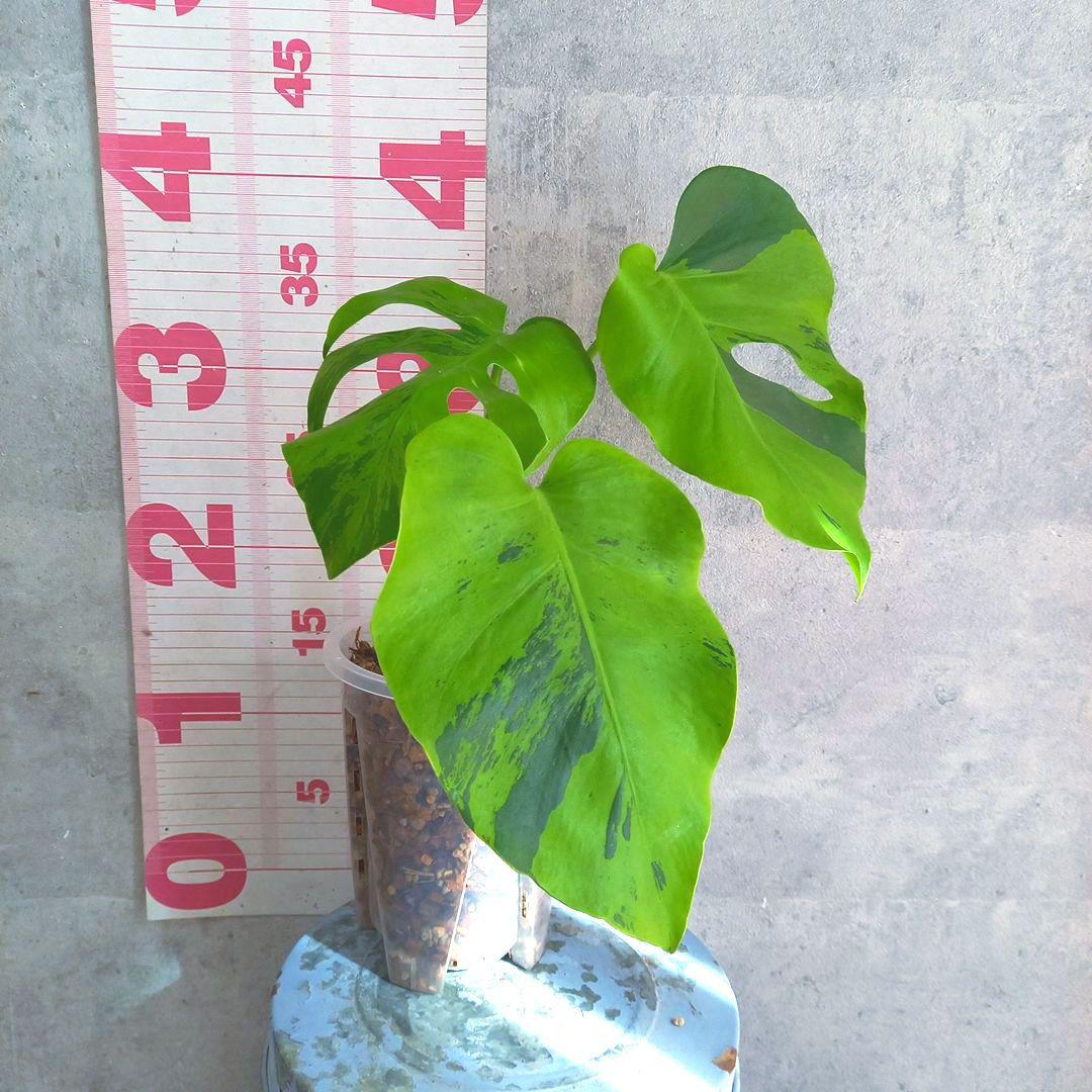 超絶希少 モンステラ デリシオーサ ライトライム（Light Lime）