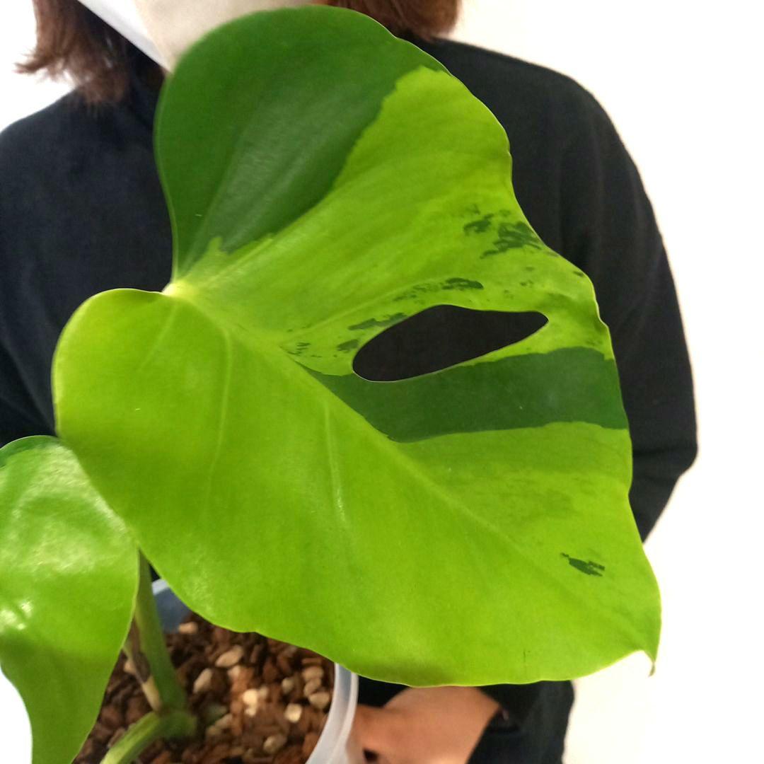 超絶希少 モンステラ デリシオーサ ライトライム（Light Lime）
