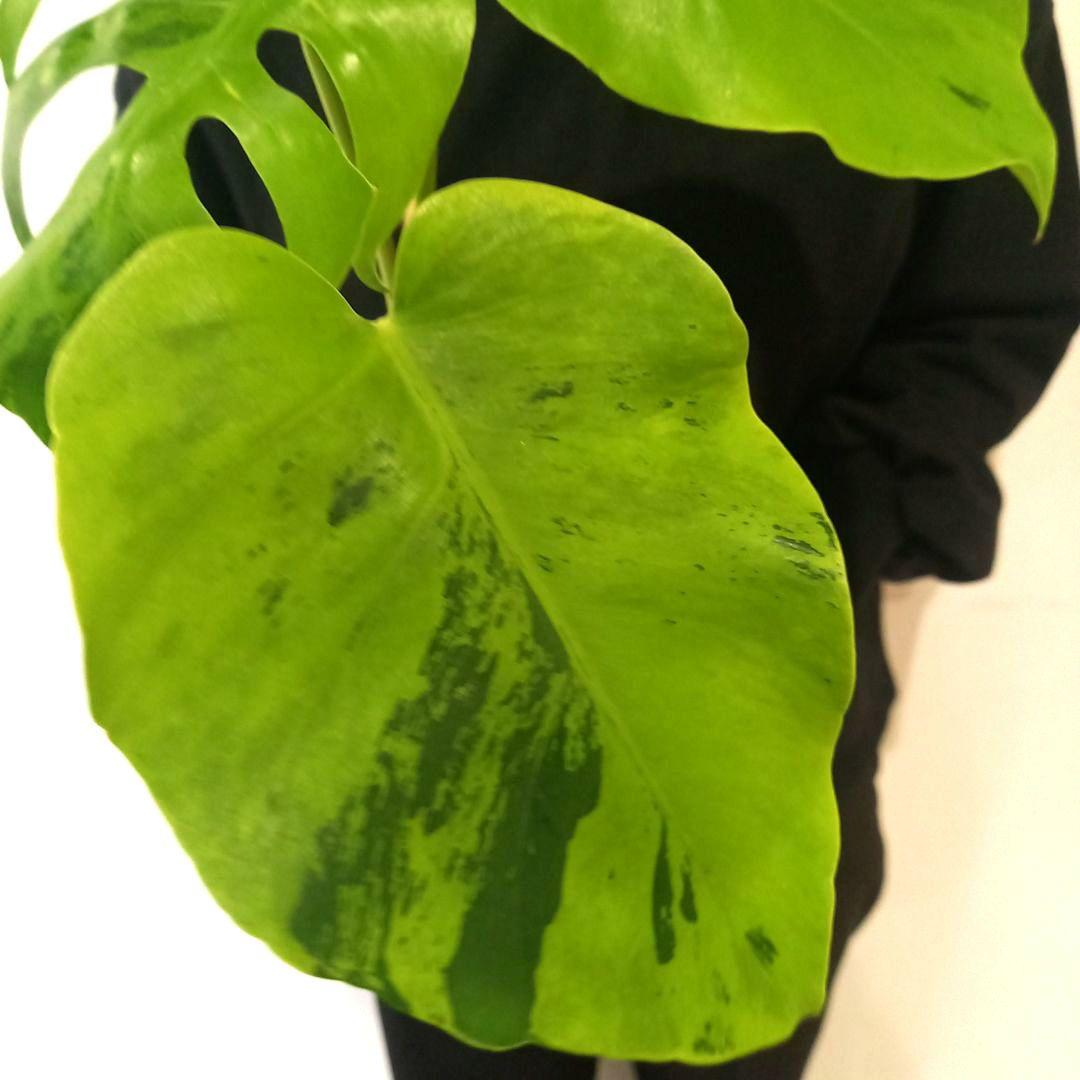 超絶希少 モンステラ デリシオーサ ライトライム（Light Lime）