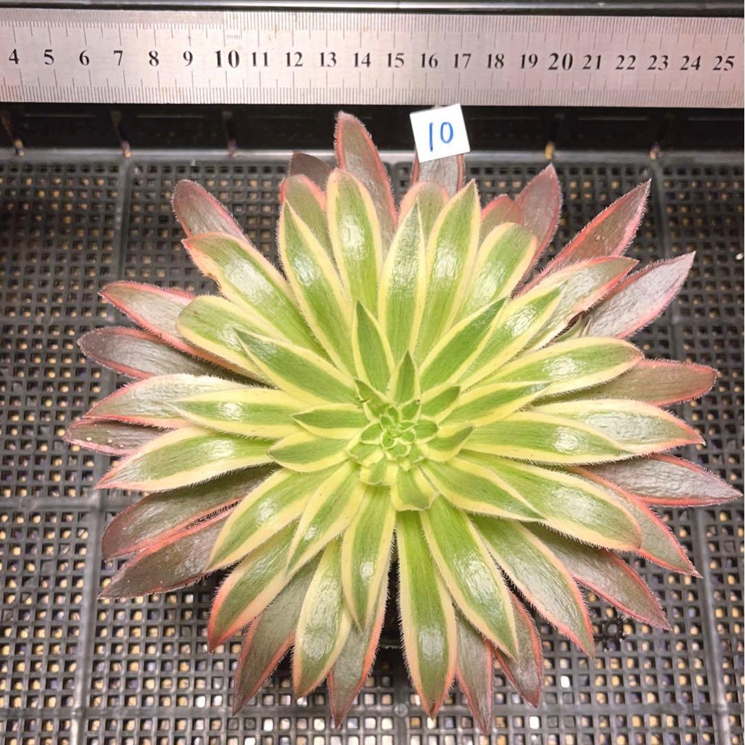 10#多肉植物アエオニウム錦❤️灰クジャク錦❤️1大頭3子芽19cm拔き苗”