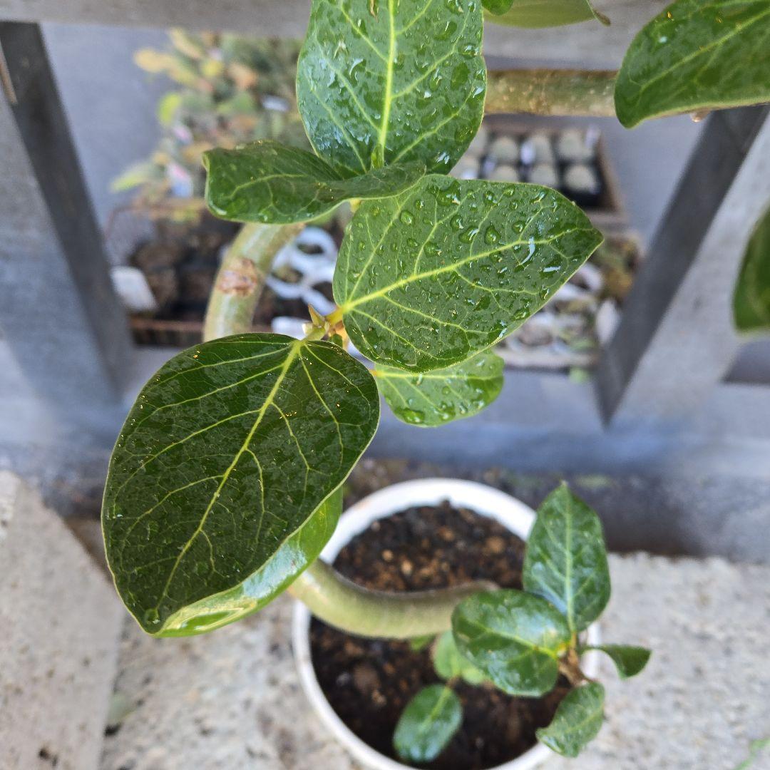 ⑩　フィカス　ベンガレンシ　曲がり仕立て7号　最高等級　おしゃれ 鉢