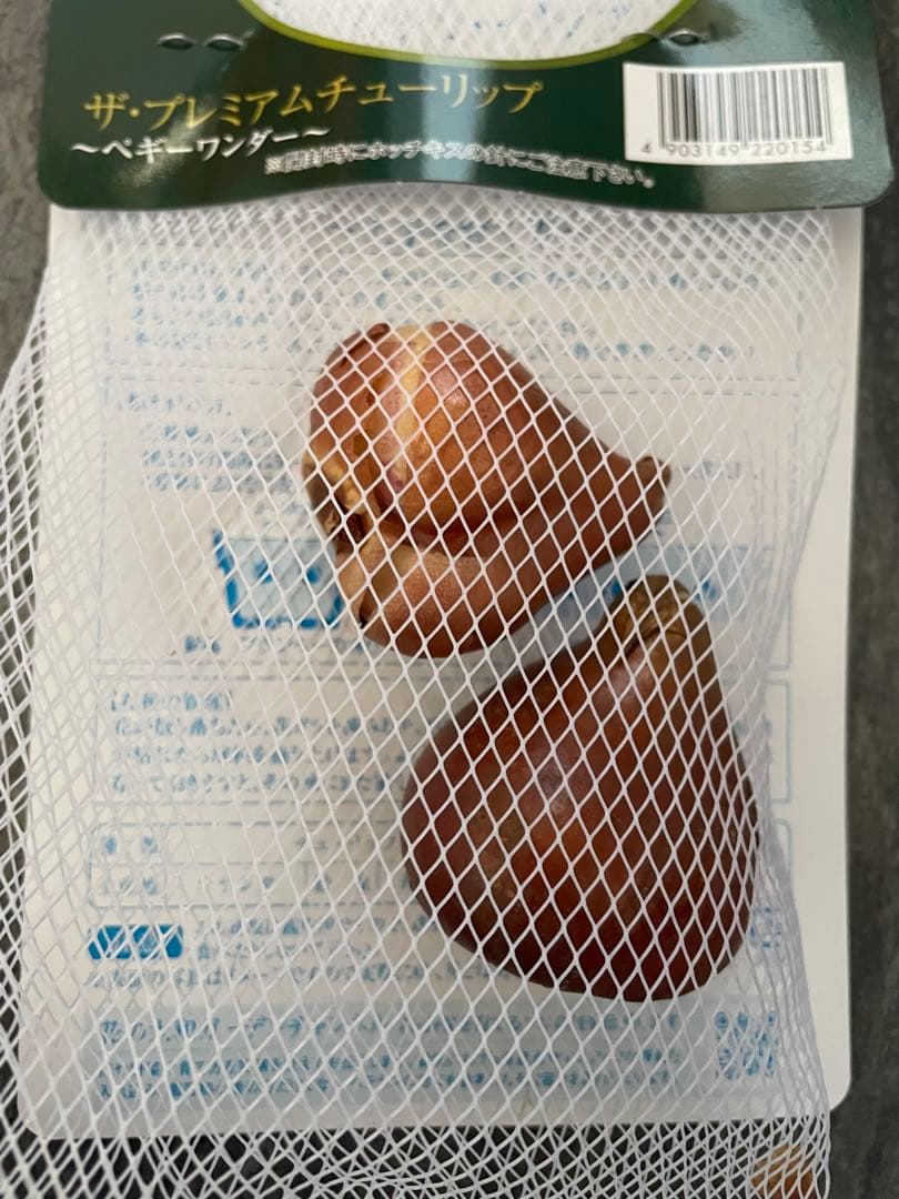 【球根】レア品種　ペギーワンダー　チューリップ　2球