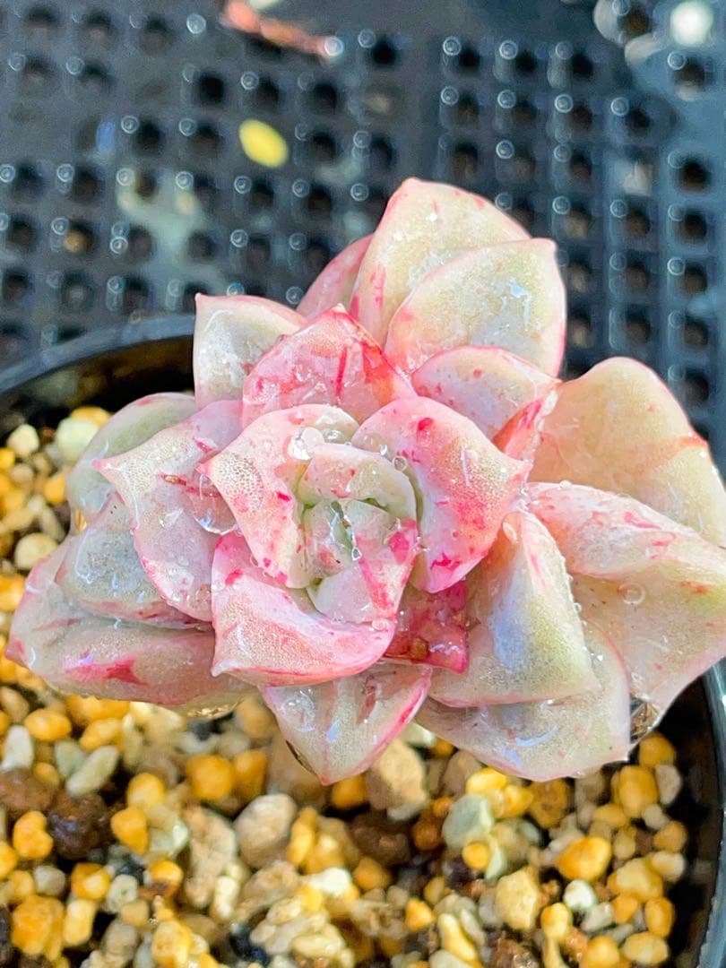 ラブリーローズ錦　赤斑入り　多肉植物　エケベリア　虹斑入り色斑入りも販売中