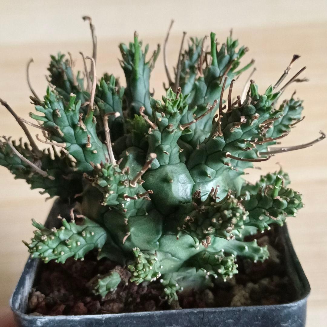 F487 ユーフォルビア デセプタ/Euphorbia decepta/実生大株