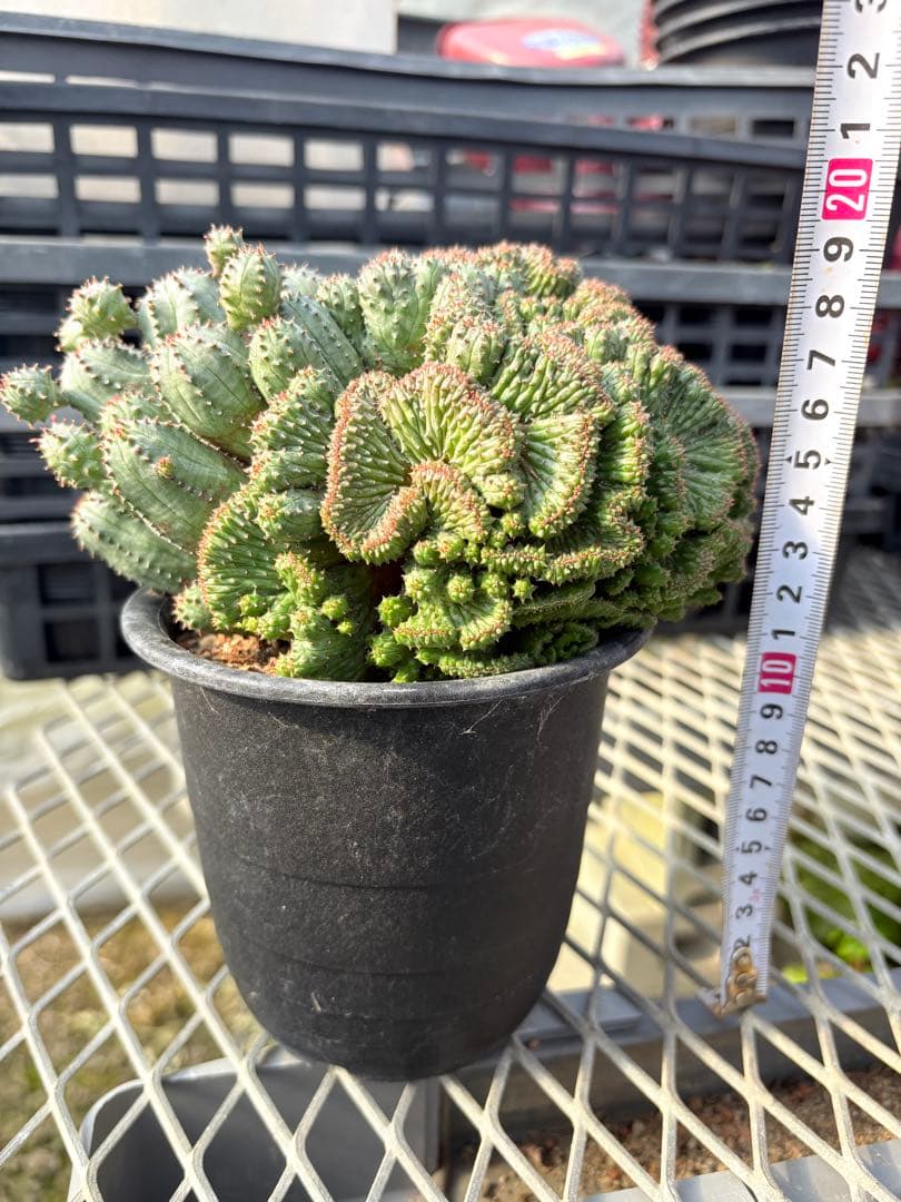 ユーフォルビア　オベサブロウ 綴化(石化)