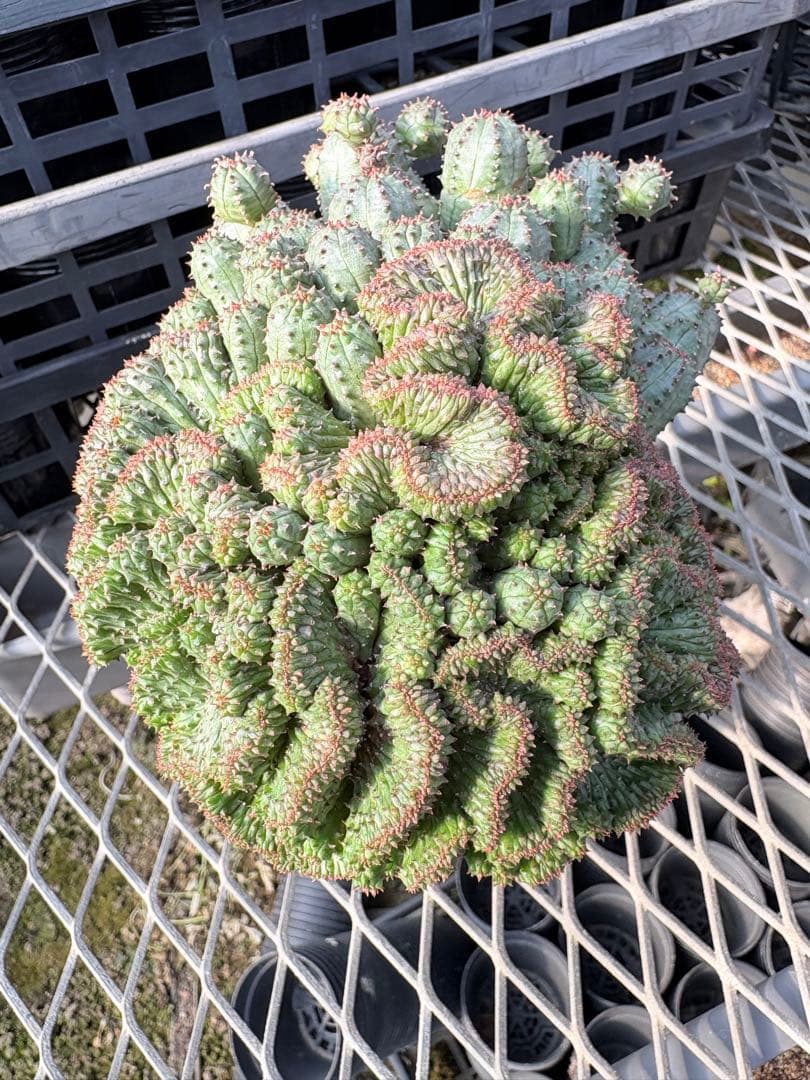 ユーフォルビア　オベサブロウ 綴化(石化)