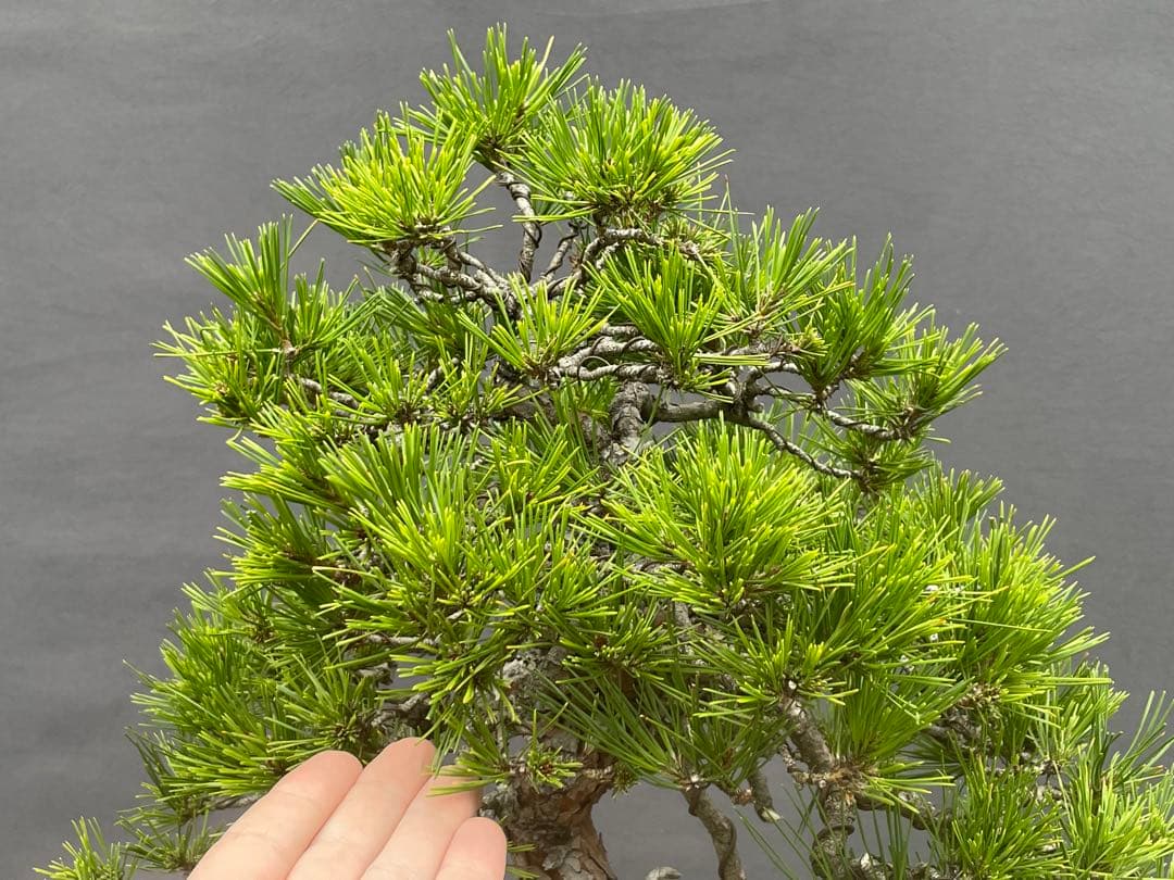 三河盆栽　天目松　(シダレアカマツ) 盆栽