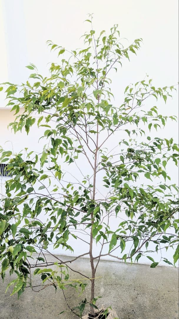 美形単幹。山採りハイノキ。