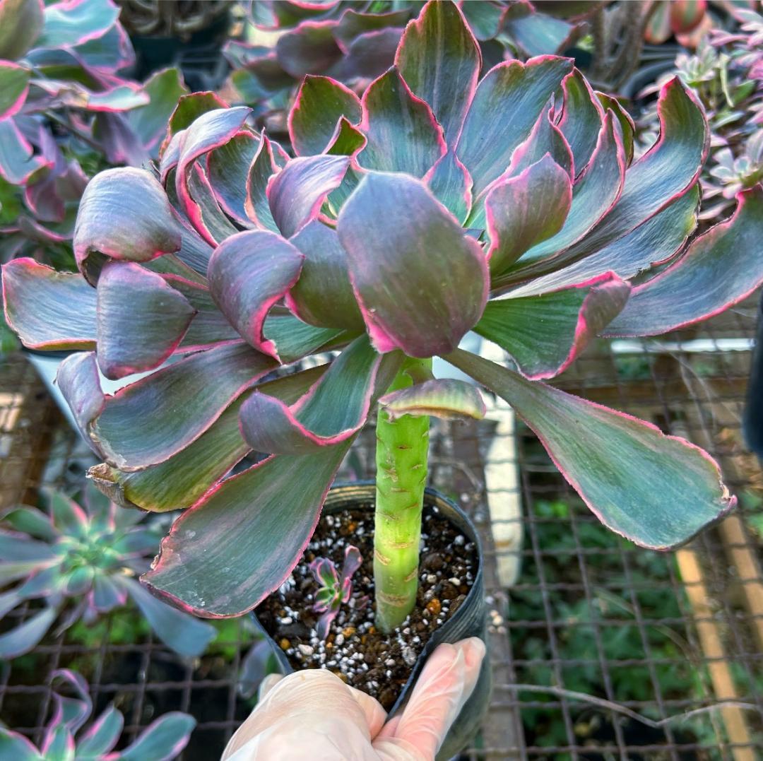 専用出品‼️アエオニウム　シャネル七彩2株　悪魔の目　カット1苗　抜き苗1株