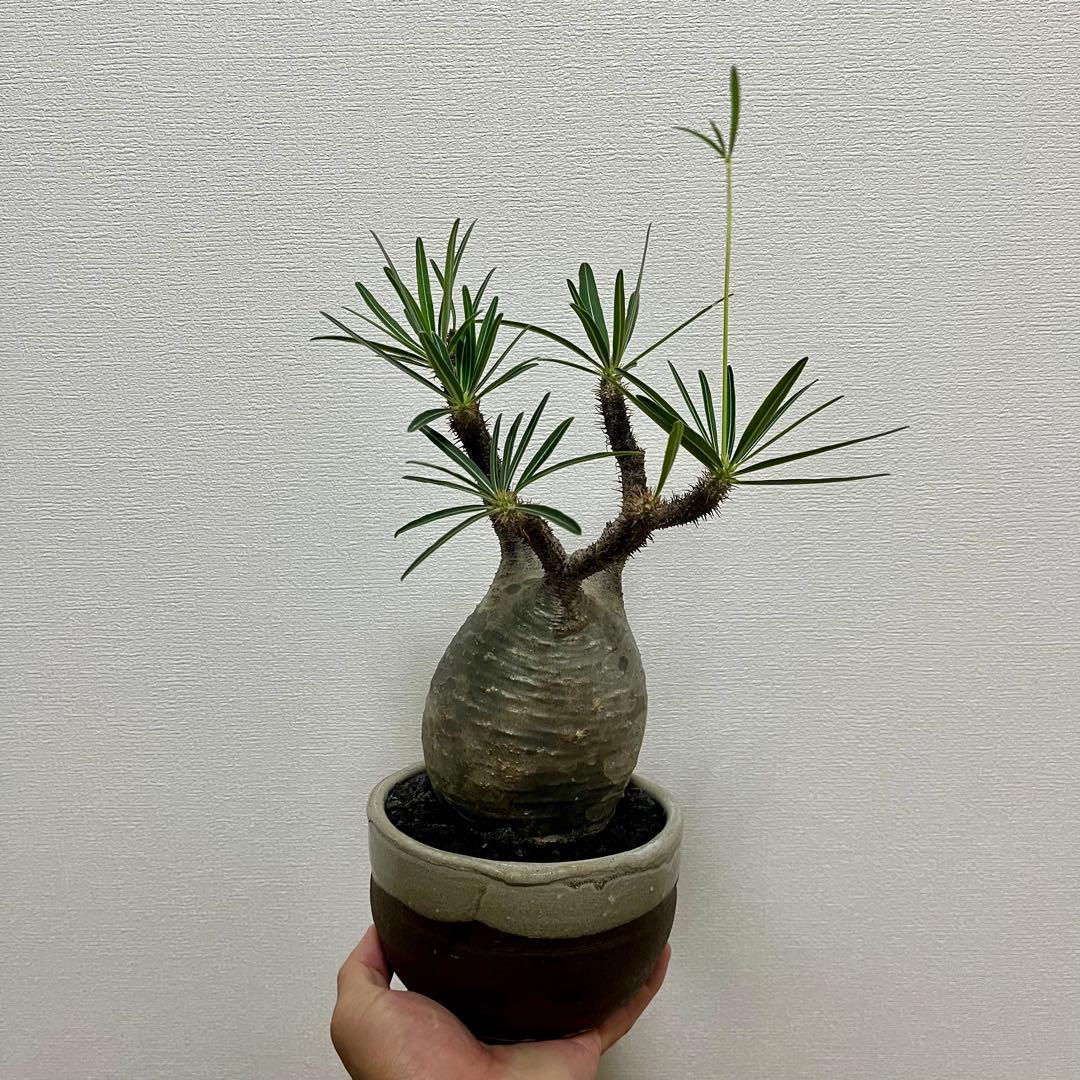 【塊根植物】パキポディウムグラキリス　信楽焼