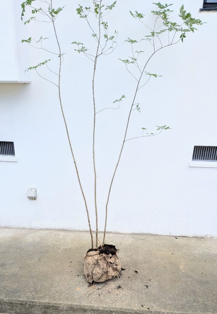 優秀。山採りアオダモ。