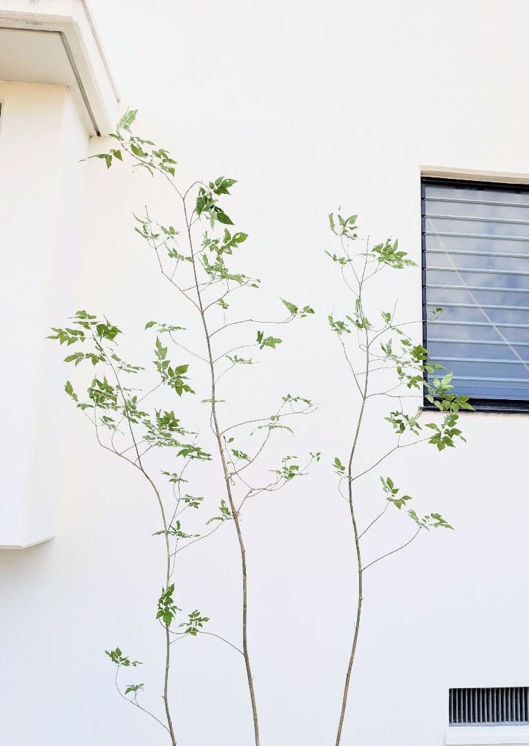 優秀。山採りアオダモ。