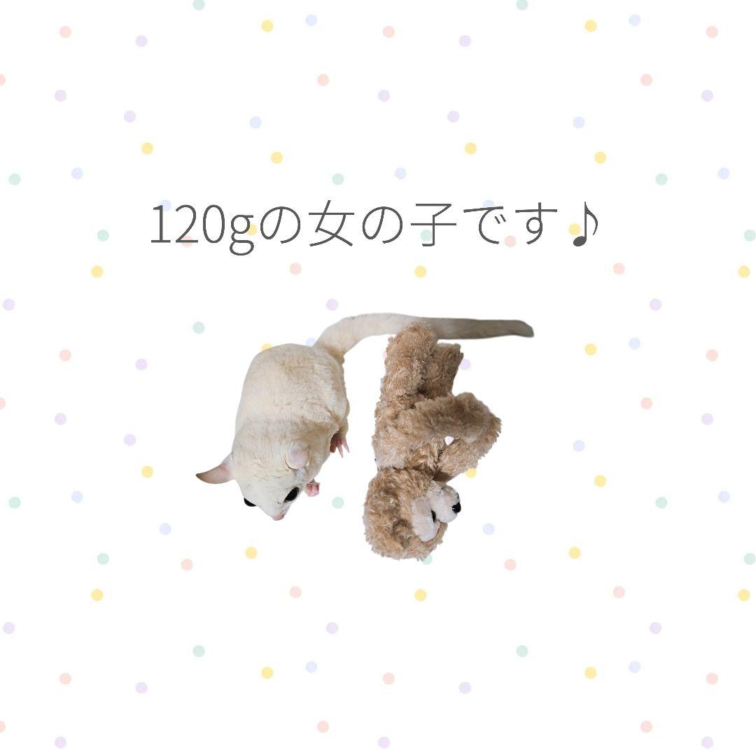 第2回⑤【バレンタインオリジナル生地】＊ころんと日和＊フクロモモンガ＊小動物