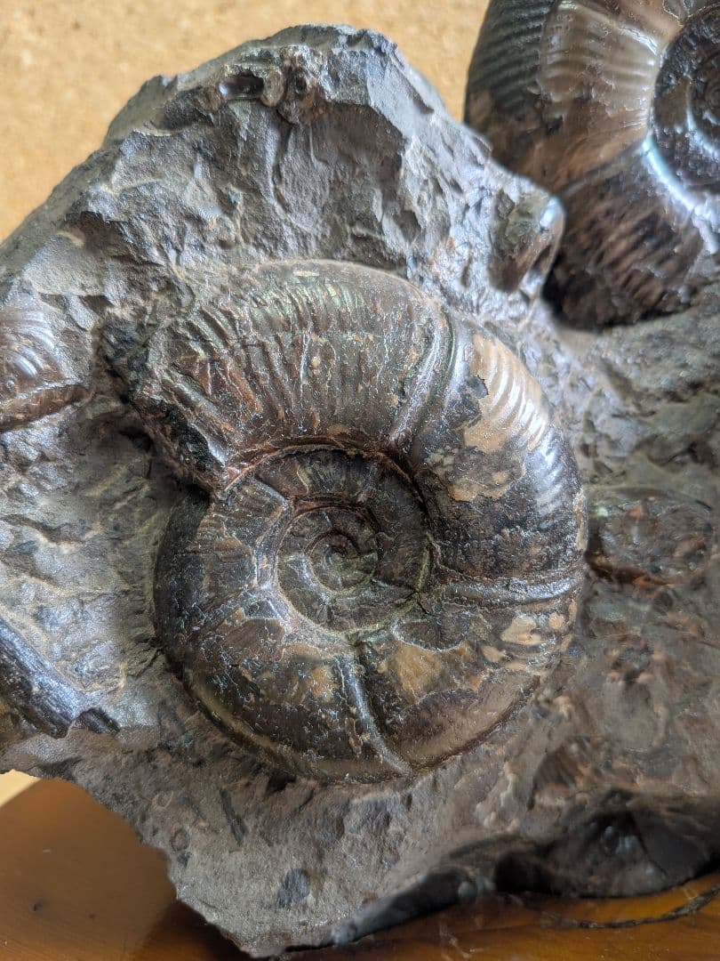 アンモナイト化石 5.0 から7.0cmの3個付着(294)