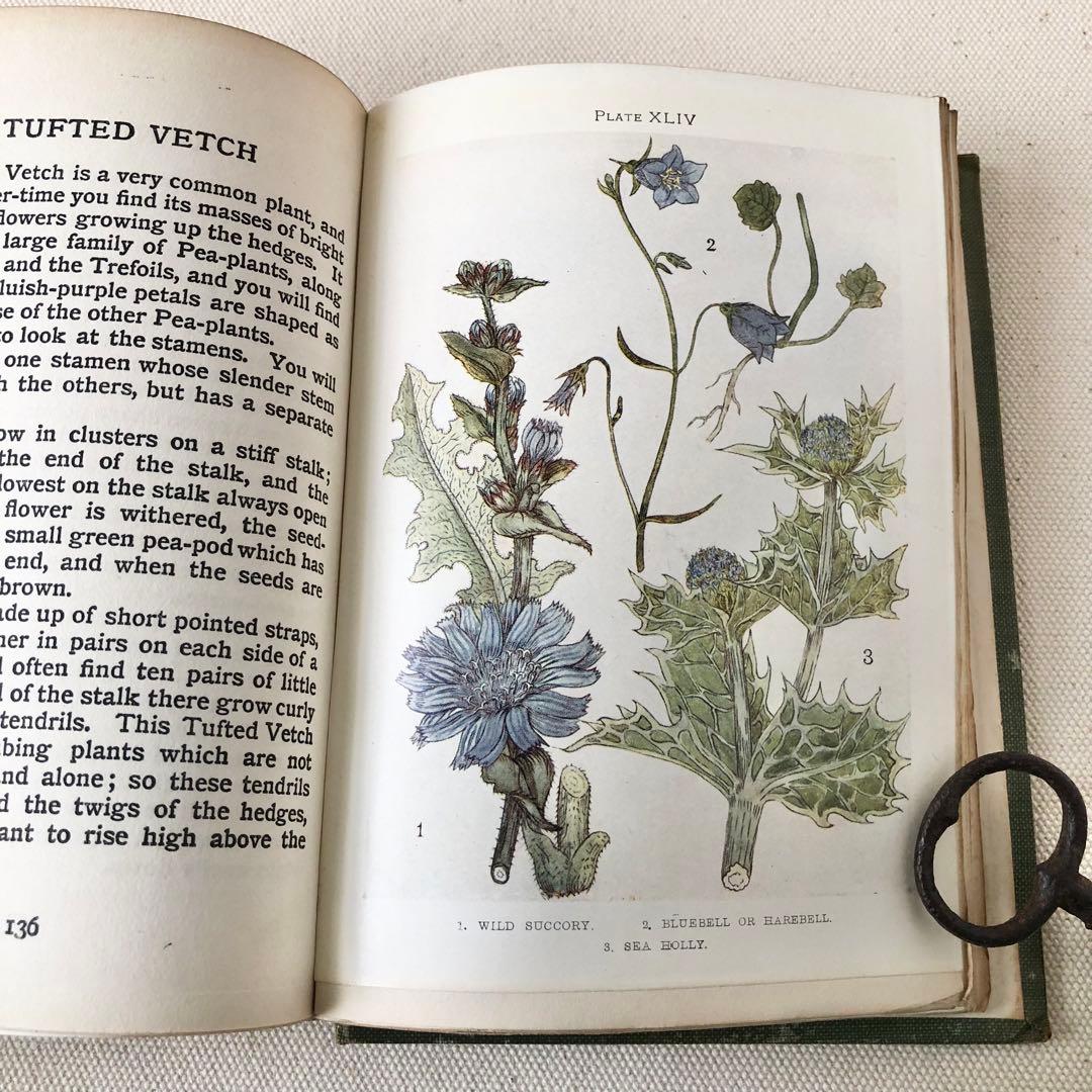 1900年代初期版！ イギリスの希少なアンティーク植物図鑑　花の図鑑