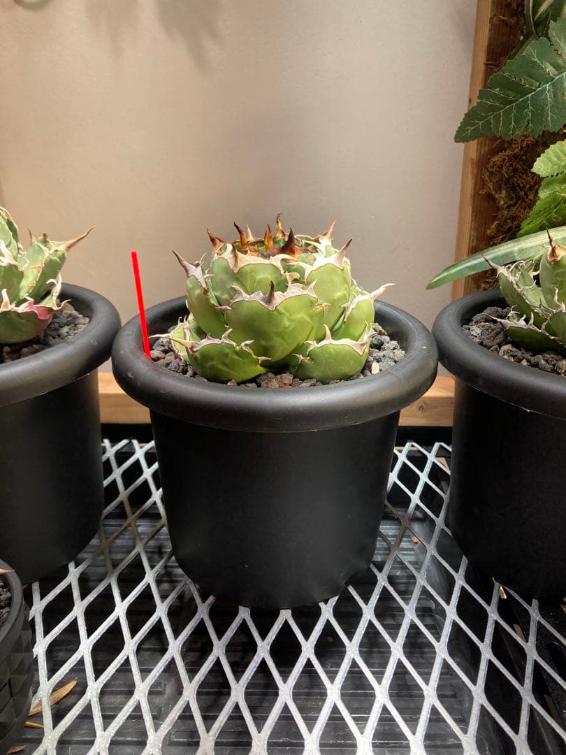 アガベ ペルシアン・ドワーフ